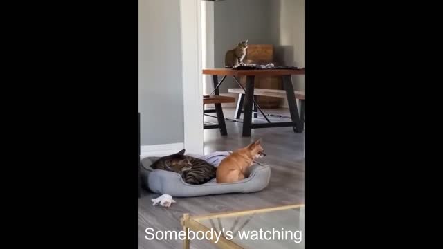 Best Funny Animal Videos 🤣 - Funniest Cats And Dogs Videos 😺😍