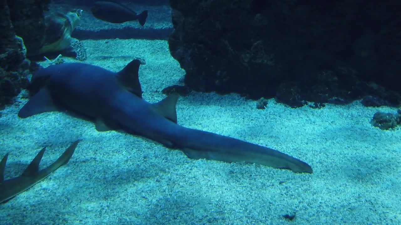 Sharks in Ocean