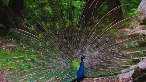 PEACOCK DANCING AND SHOWING COLORFUL FEATHERS