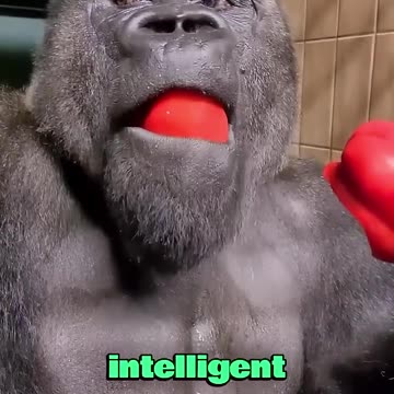 Gorilla l have baby too #animals #heartwarming #animallover #love