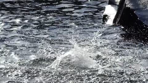 Robbe Seerobbe Seal Water Sea Swim Slow Motion