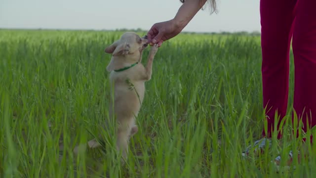 little dog playing in the field with its owner