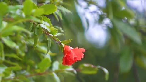 Beautiful Relaxing Music for Stress Relief ~ Calming Music ~ Meditation, Relaxation, Sleep, Spa