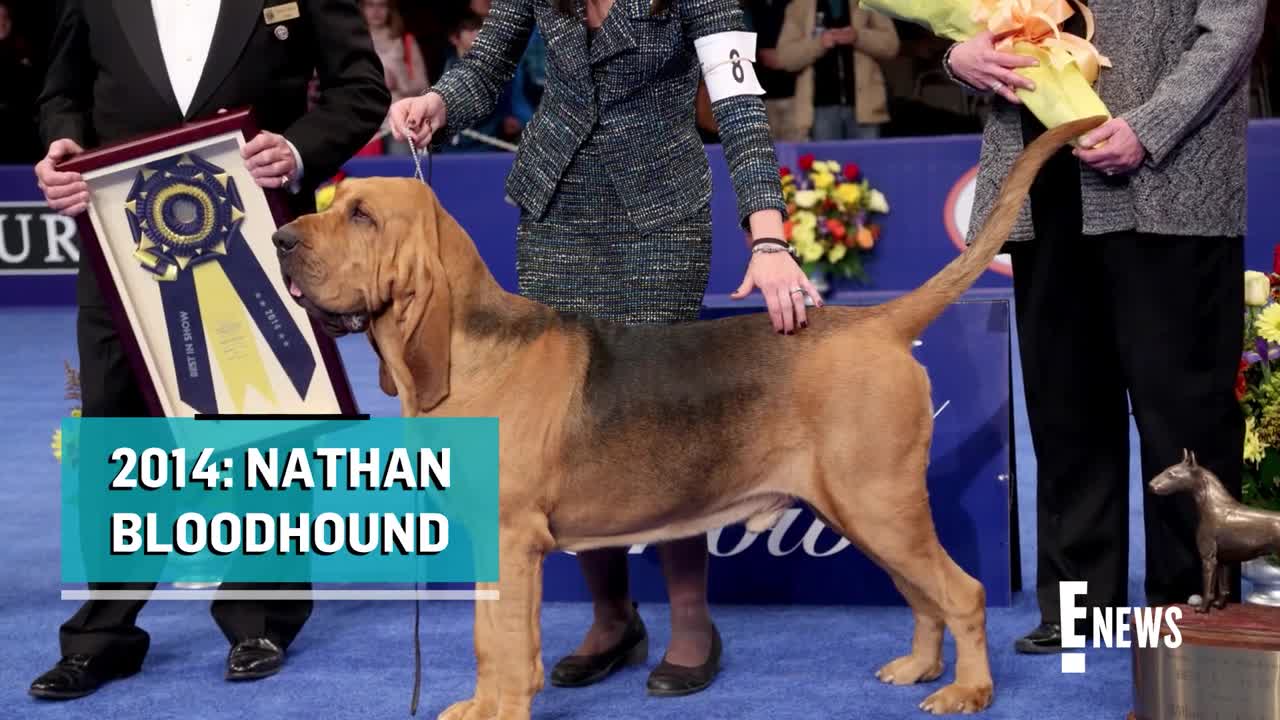 National Dog Show_ Meet This Year's BEST IN SHOW _ E! News