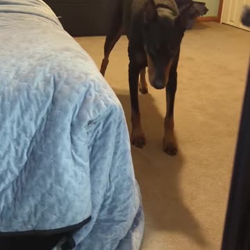 My Doberman Being a Drama Queen