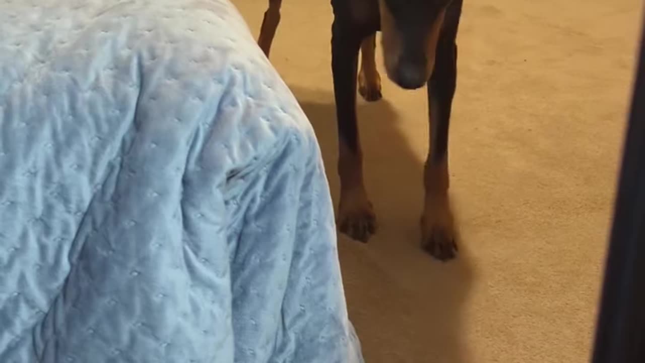 My Doberman Being a Drama Queen