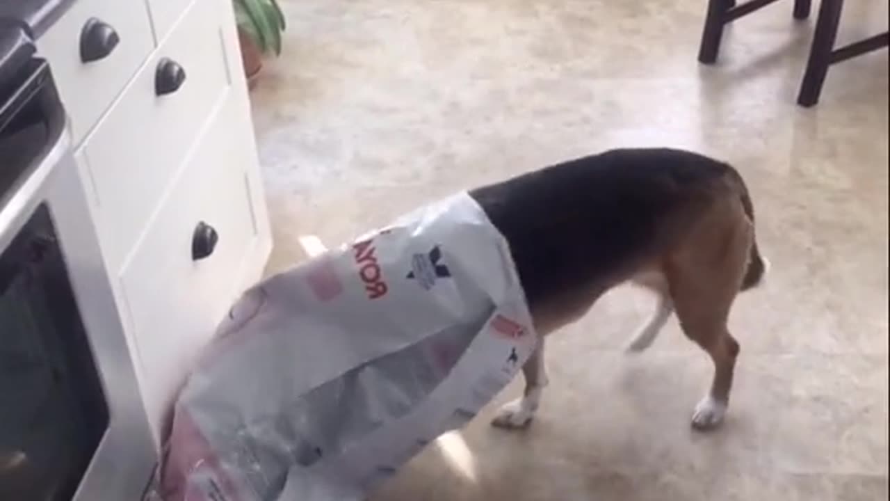 Dogs fails FOLLOW ME FOR MORE 🤣 - no animals were harmed
