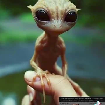 Could the smaller Nazca Alien Mummies have looked something like these tiny beings ??