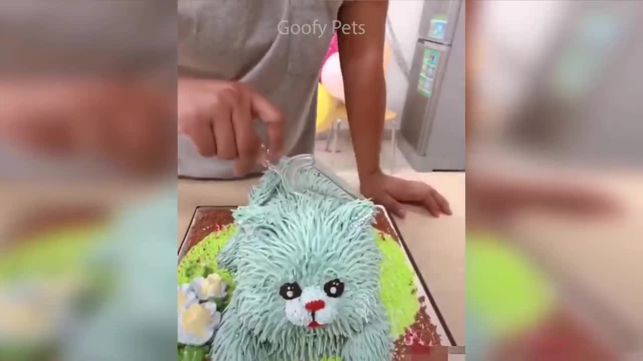 Cat Reaction to Cutting Cake - Funny Dog Cake Reaction Compilation | Pets Kingdom