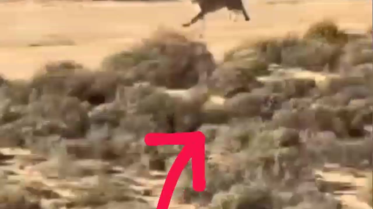 Chita khargosh ko pakad raha hun