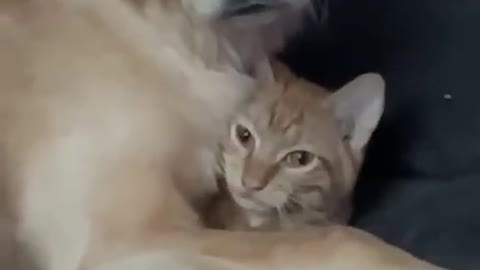 Golden Retriever Attempts to Hide her Cat Brother