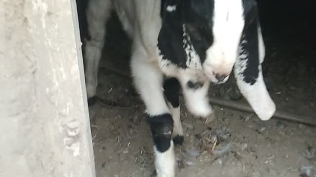 Goats baby's in Rome 😍😍
