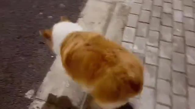 The cute dog is playing on the road