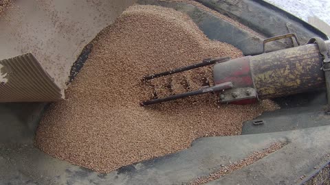 Cleaning wheat to plant in May 2024