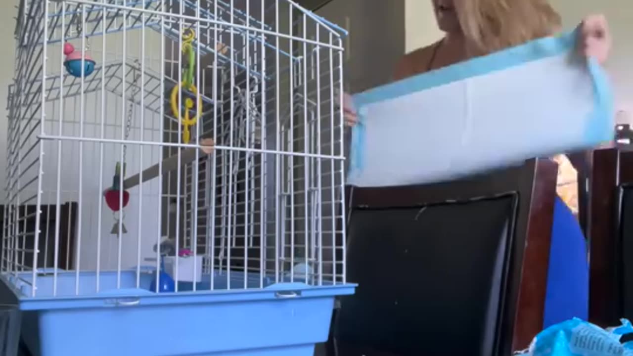 Kiwi The Talking Parrot Loves The Camera