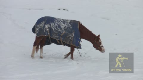 So Cold Horses Wear Coats.