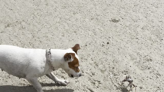 Little Crab Stands Up to Curious Dog