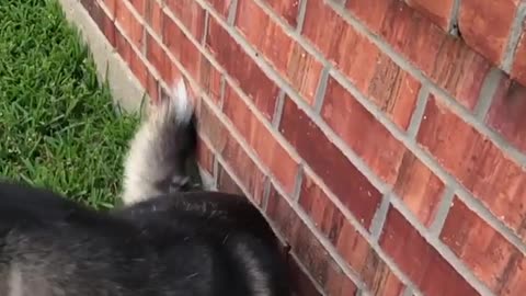 The funniest husky shows of all kinds. #1