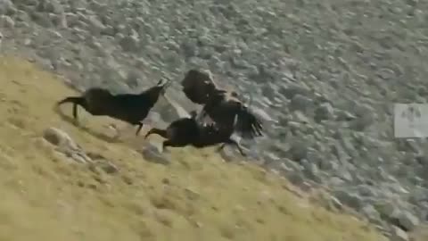 Mountain goat and eagle fighting