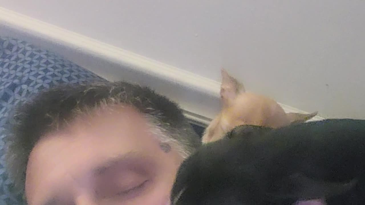 chihuahua wants kisses