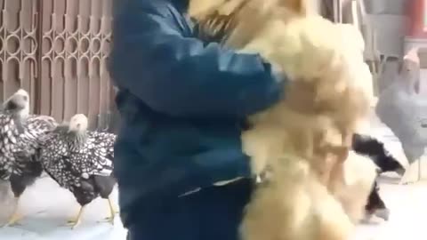 Funny video