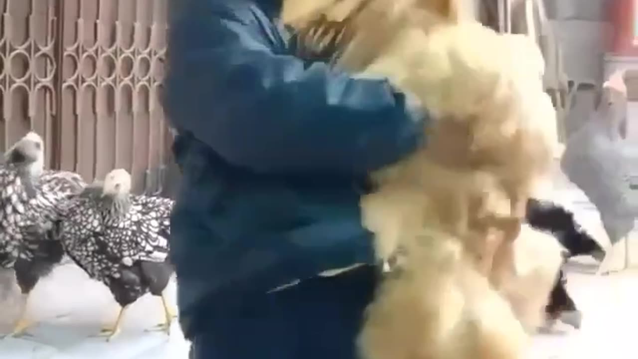 Funny video