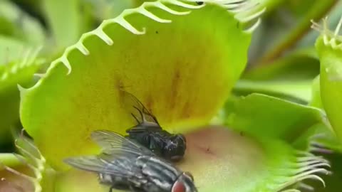 Venus fly trap eating, fly trap 🪲🐛 eater plants ☘️