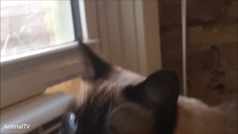 Cat Jump The Table And See The Window