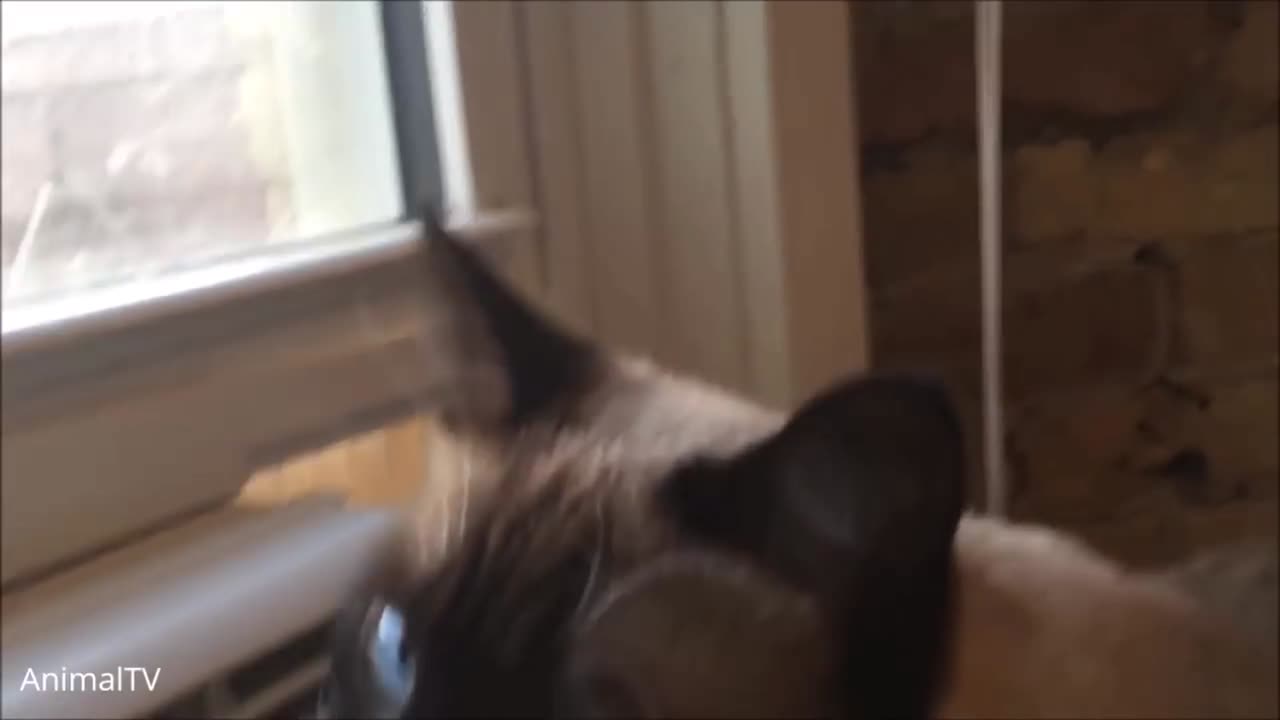 Cat Jump The Table And See The Window