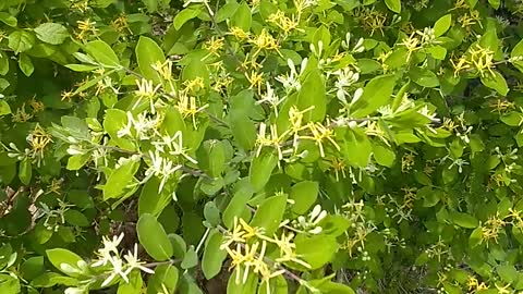 Japanese Honeysuckle