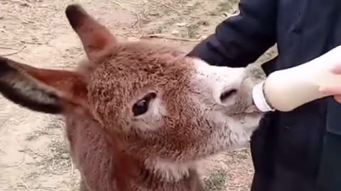 Do you like donkeys.