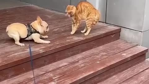 Cat vs dog fight