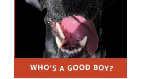 detetive labrador