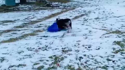 This Australian Shepherd loves to go sledding over and over again