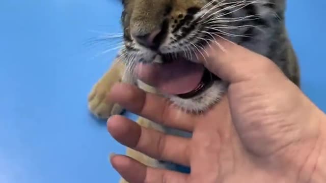 Cute pet close contact, tiger cub