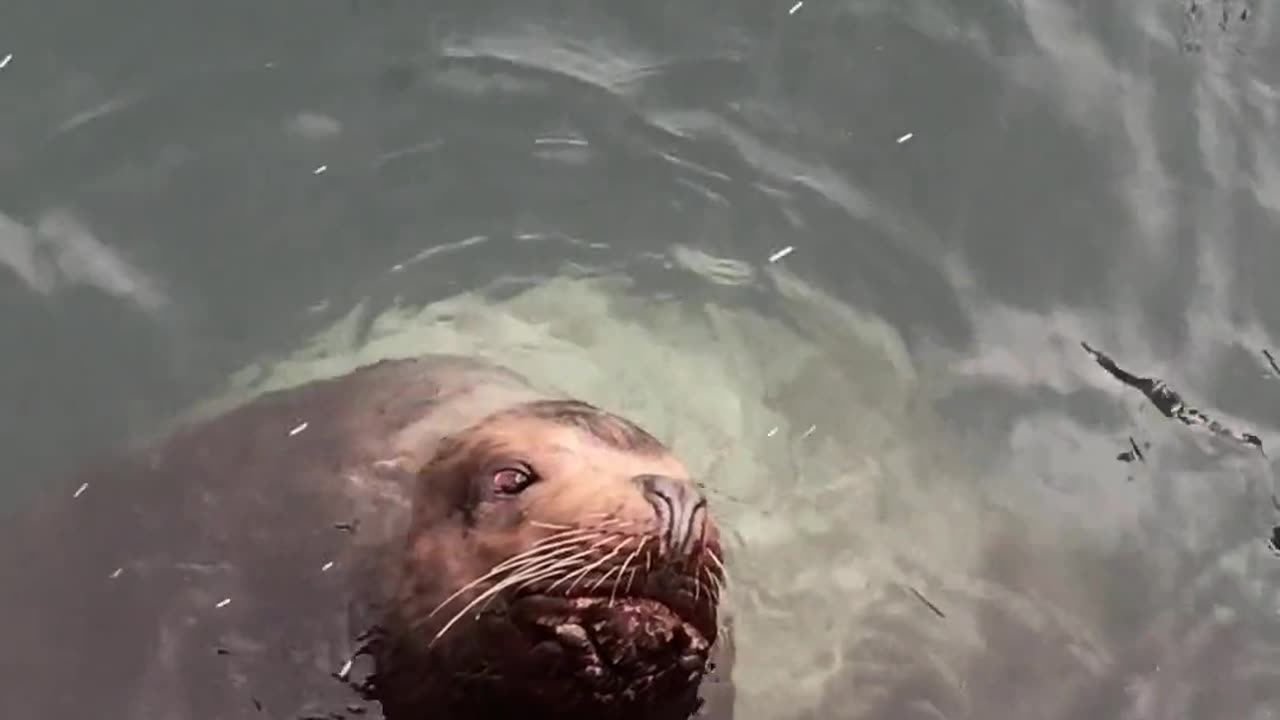 Nice in water