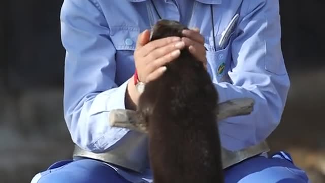 This is what the little otter sounded like