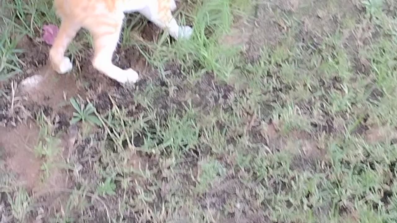 Beautiful cat cats bebi fayting in home
