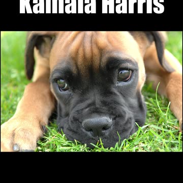 Kamala Harris doesn't care about your pets.