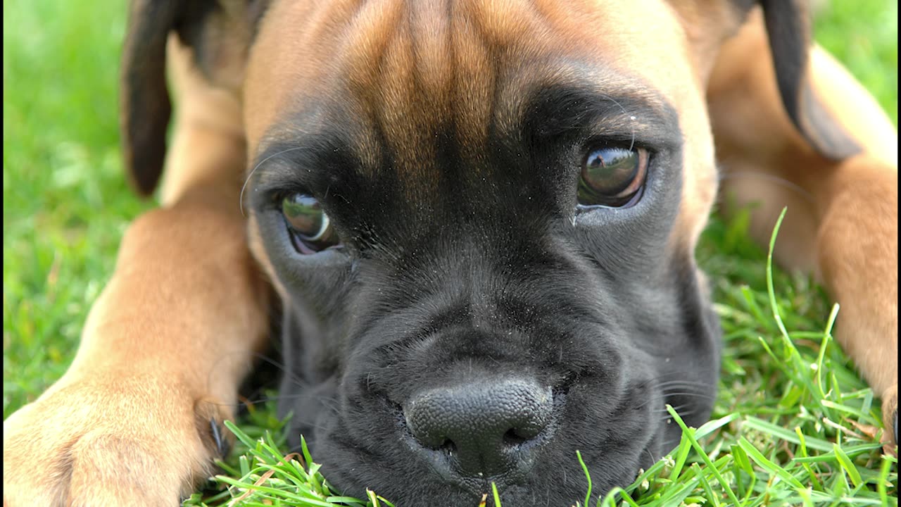 Kamala Harris doesn't care about your pets.