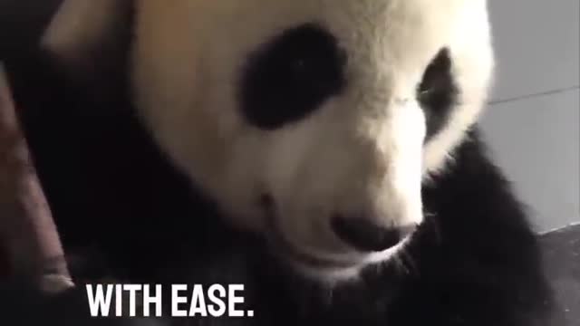 Watching a panda eat bamboo is so satisfying 👏