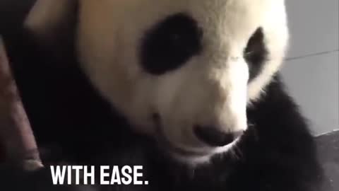 Watching a panda eat bamboo is so satisfying 👏