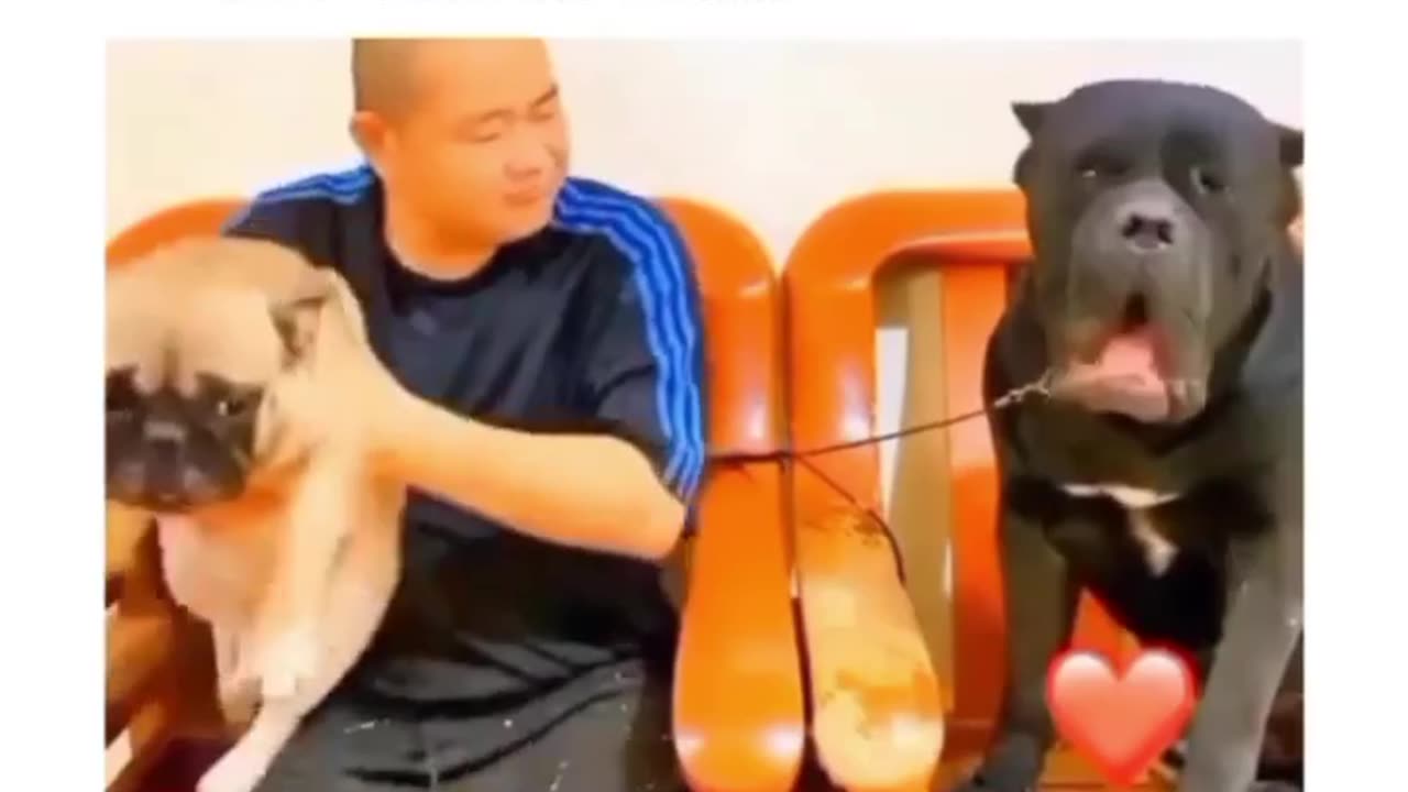 Animal can be so funny part 2