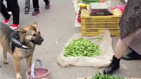 market time world best lovely dogs HD videos | we love dogs - 23