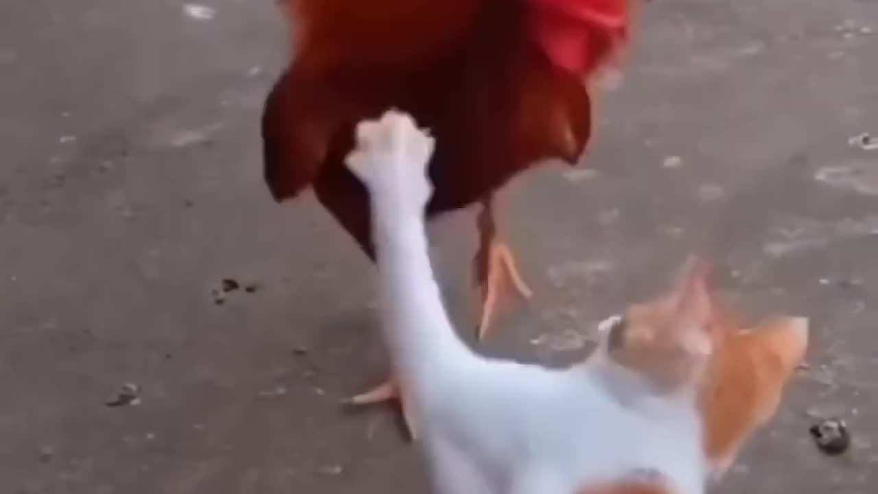 funny cat vs chichen