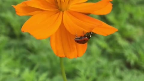 beetle flower