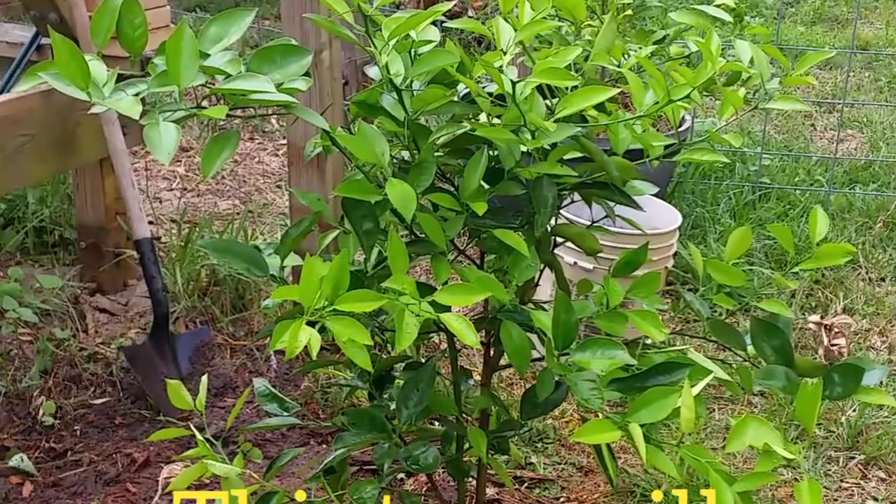 Planting Grapefruit Tree 9-23-22