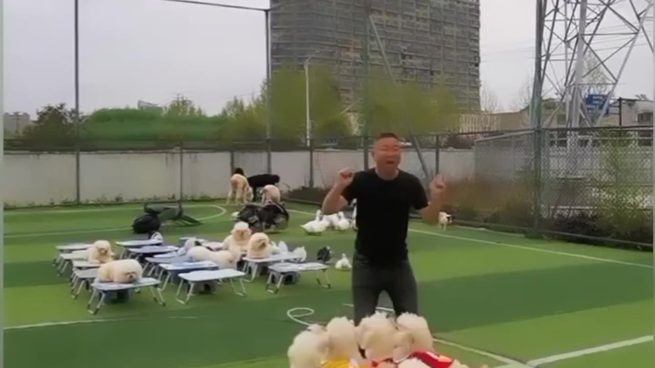 Pupis playing with man