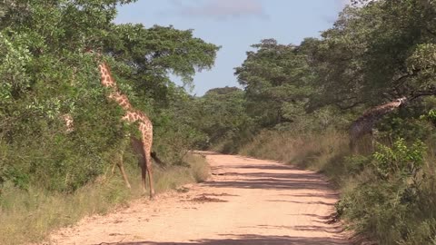 Captivating Behaviour Of Giraffe