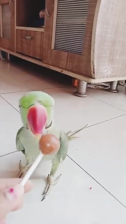 Tota funny video tota hoon main tota